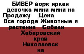 БИВЕР йорк яркая девочка мини мини на Продажу! › Цена ­ 45 000 - Все города Животные и растения » Собаки   . Хабаровский край,Николаевск-на-Амуре г.